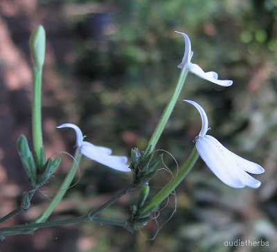 Rhinacanthus nasutus flower3.jpg